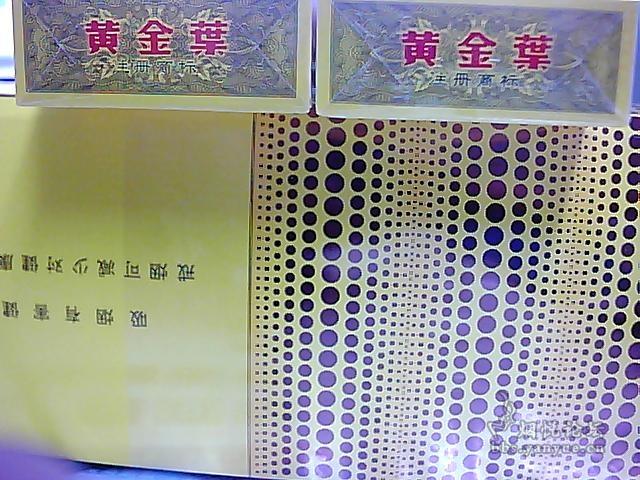 请高人帮忙分辨黄金叶黄金眼的真假