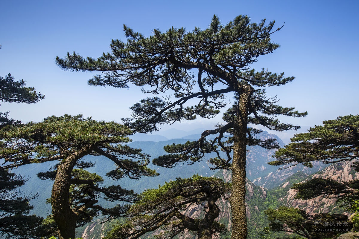 拉郎配108之黄山(中国松)