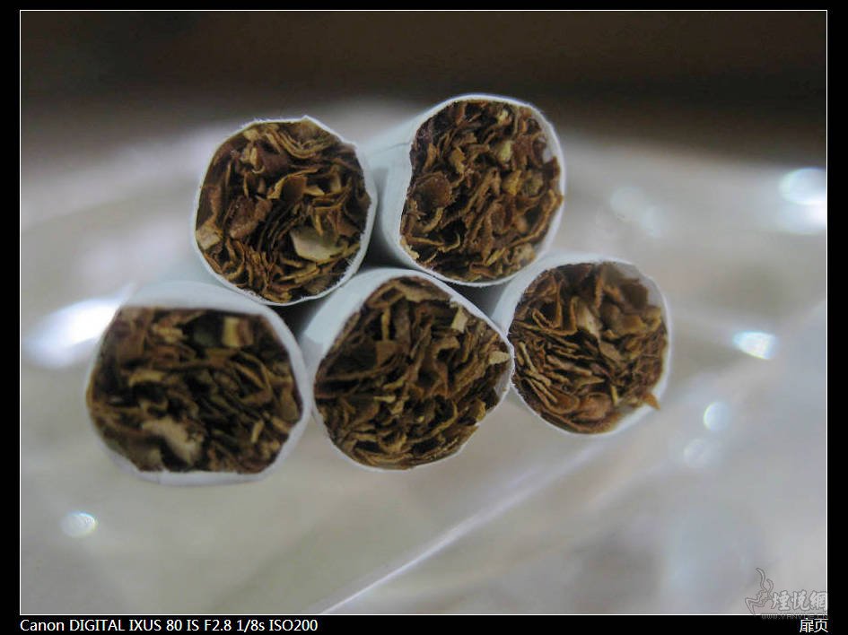 老版软五星红杉树