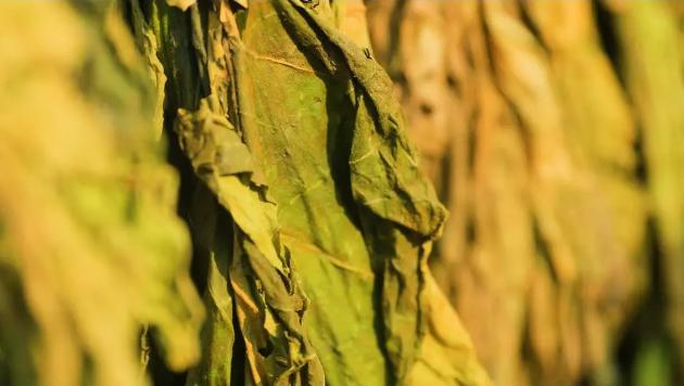 烟草科普：废弃的烟叶都去哪了？ [视点-烟悦网]